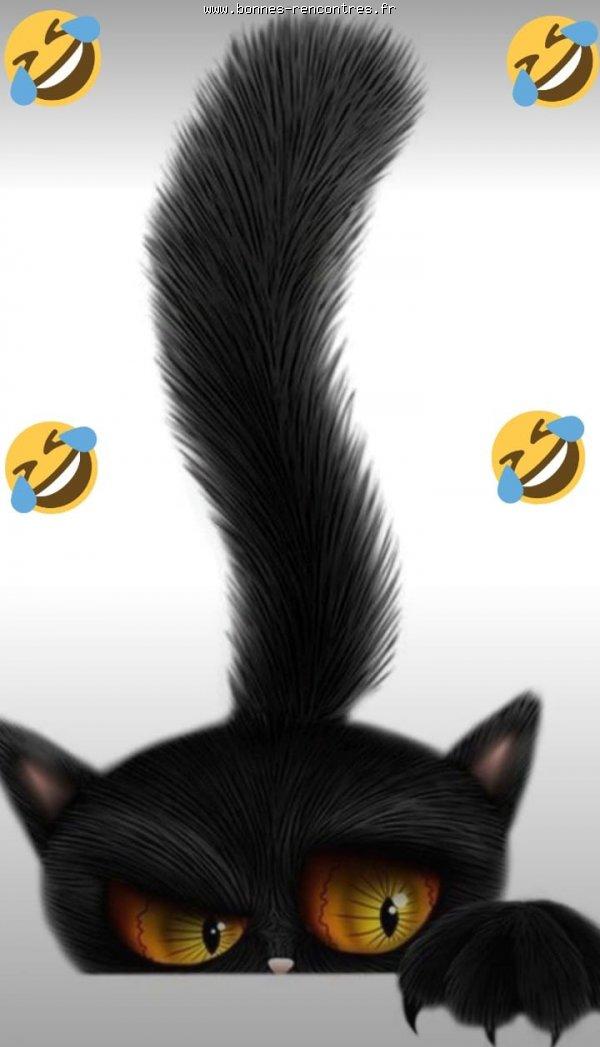 chat femme